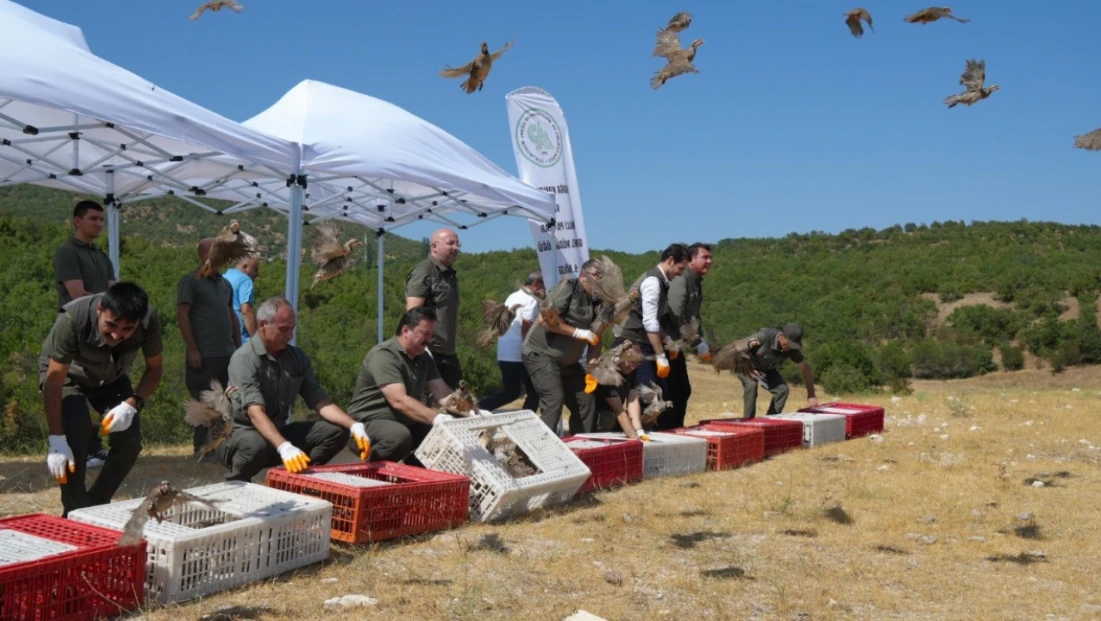 1 milyona yakın keklik doğaya salındı