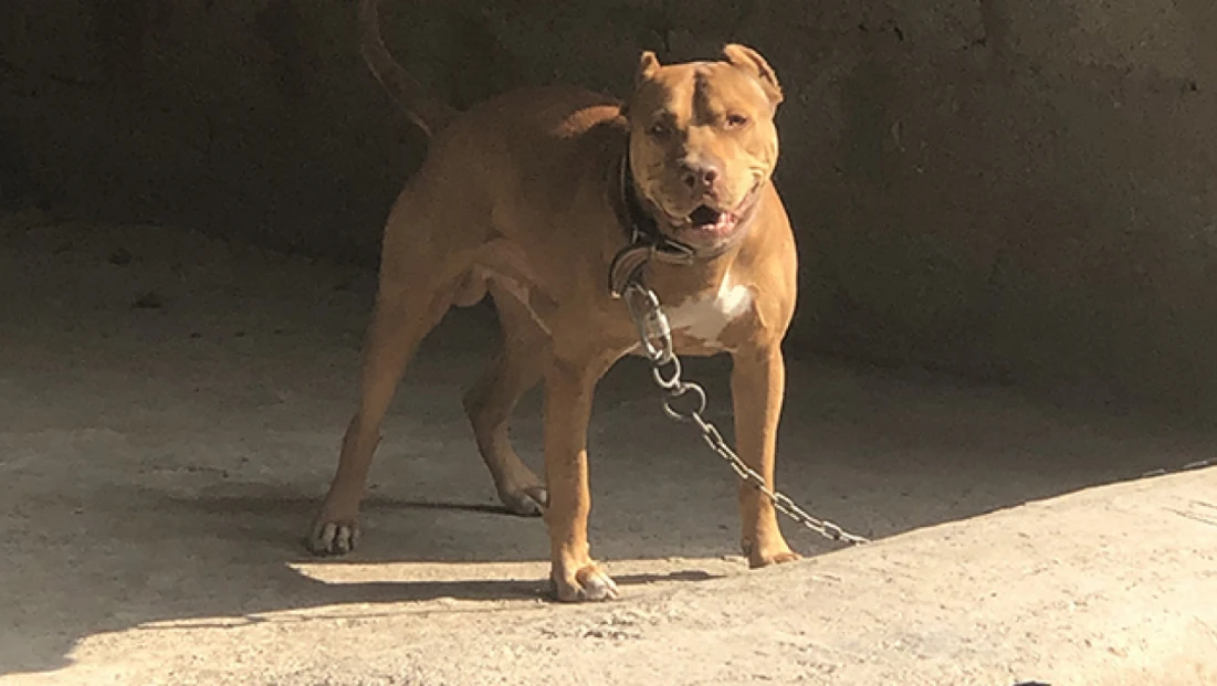 Ankara'da Dehşet Veren Olay