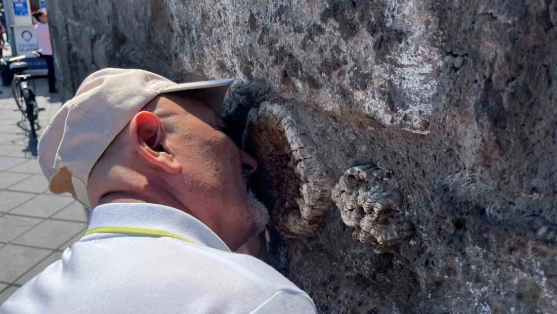 Tarihi Kayseri Kalesi’ndeki ağaçlar araştırılıyor