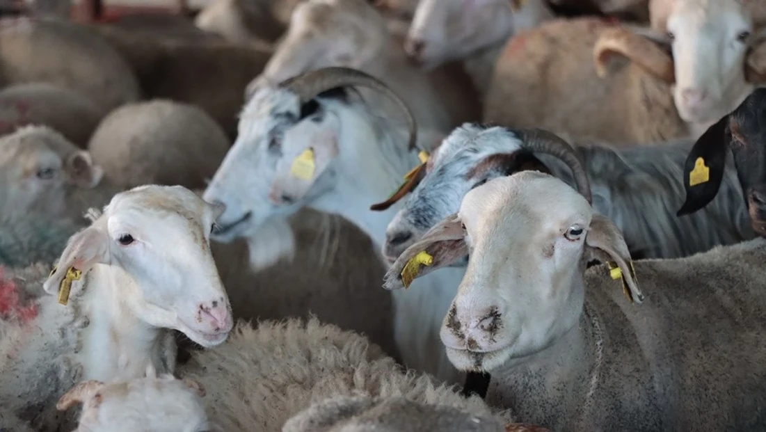 Kurban keserken doğru bilinen yanlışlar ciddi yaralanmalara sebep olabilir