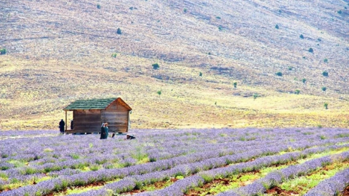 Afşin'in aromatik yağları ve kozmetik ürünleri İngiltere yolcusu