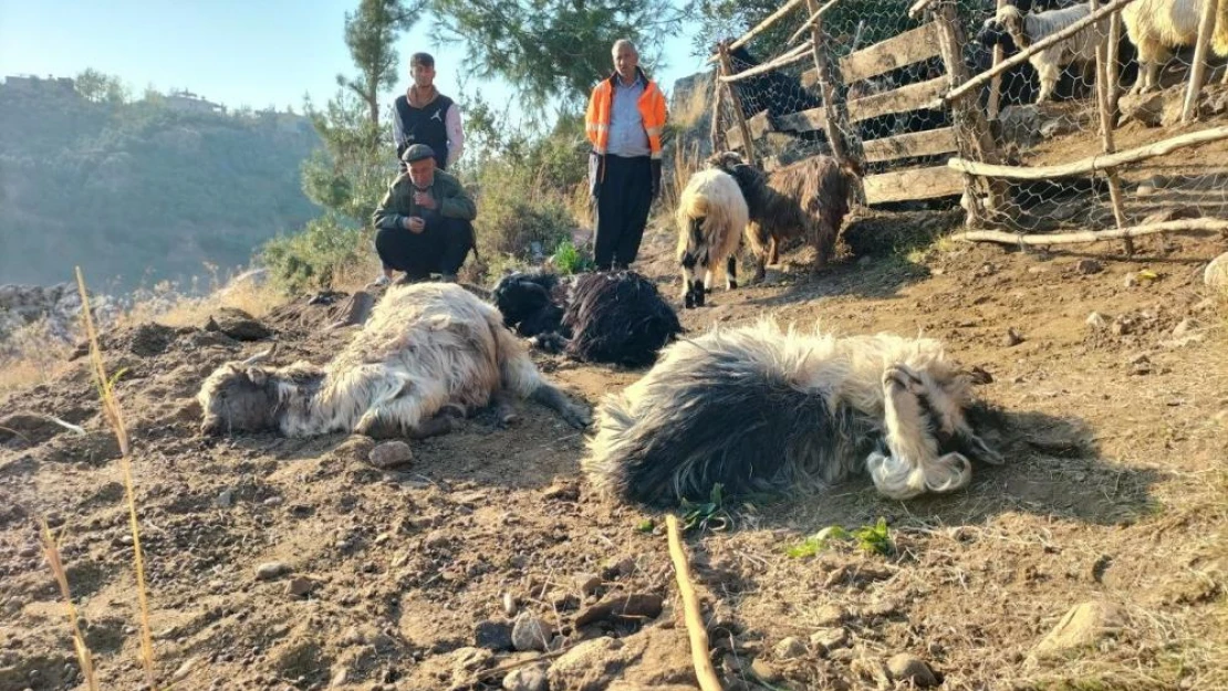 Ağıla giren sokak köpekleri, 9 keçiyi telef etti