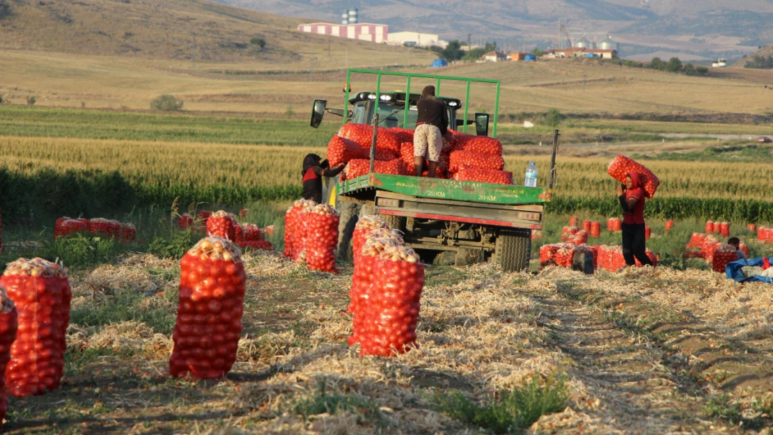 Amasya'da soğan tarlada 4 lira