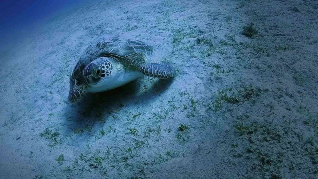 Caretta carettaların yuva sayısı 2 bin 551'e ulaştı