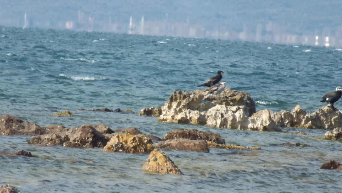 Balıkesir'de deniz çekildi, 2 bin 500 yıllık antik liman ortaya çıktı