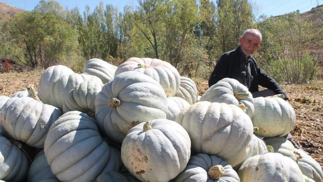 Bayburt'ta ata tohumuyla üretilen bal kabağı tarlada satışa sunuldu