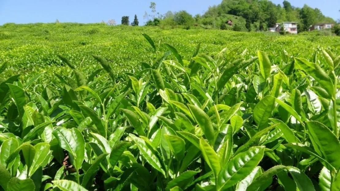 ÇAYKUR bu yıl 592 bin ton yaş çay alımı gerçekleştirdi