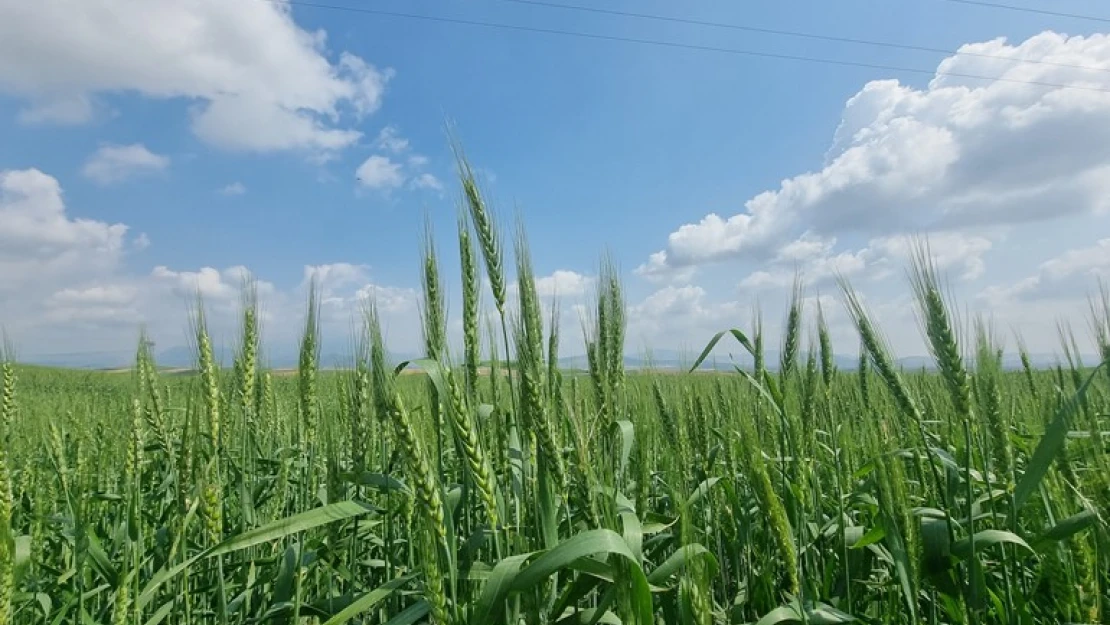 Çukurova'da etkili olan yağışlar verim kaybını azalttı