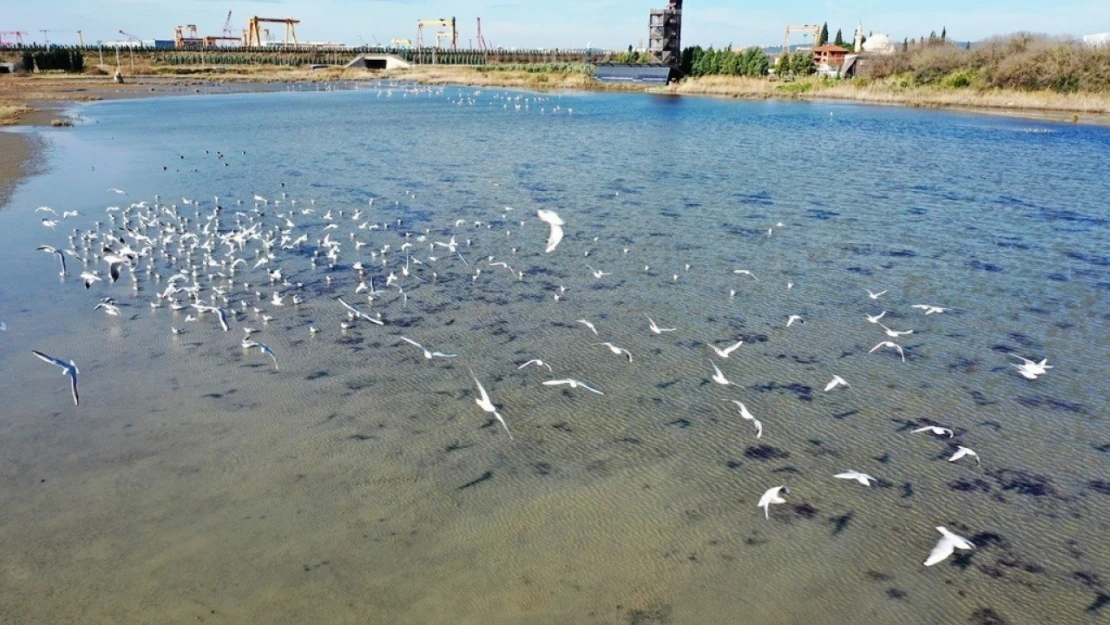 Doğal yaşam alanı korunan Hersek Lagünü'nde üreyen kuş türü sayısında artış