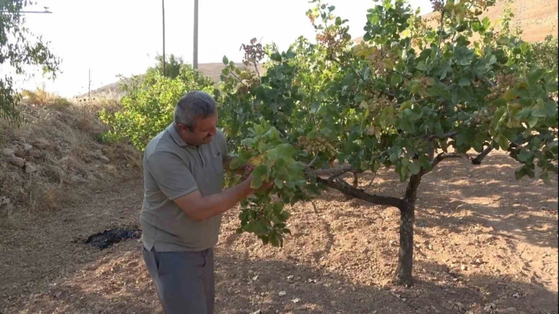 Dolu ve aşırı sıcaklar Siirt fıstığını etkiledi, rekoltede düşüş bekleniyor