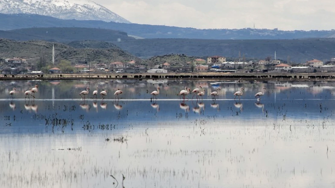 Flamingolar Hürmetçi Sazlığı'nda