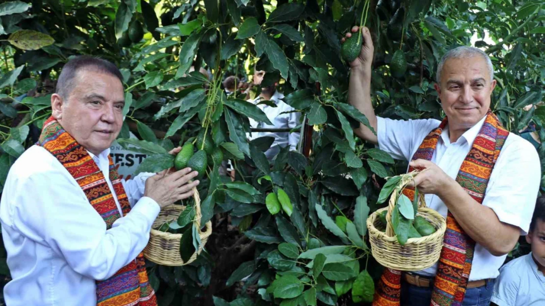 Foodfest Antalya Uluslararası Gastronomi Festivali kapsamında avokado ve mango hasadı yapıldı