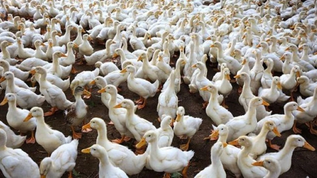 Güney Kore'de ördek çiftliğinde kuş gribi alarmı