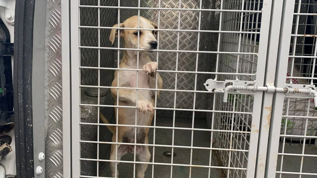 Güney Kore, köpek eti ticaretini yasaklayan yasayı kabul etti