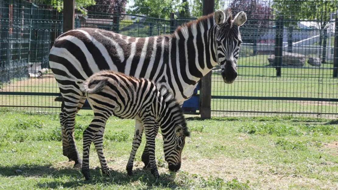 Hayvanat Bahçesi'nde yeni doğan zebra ilgi odağı oldu