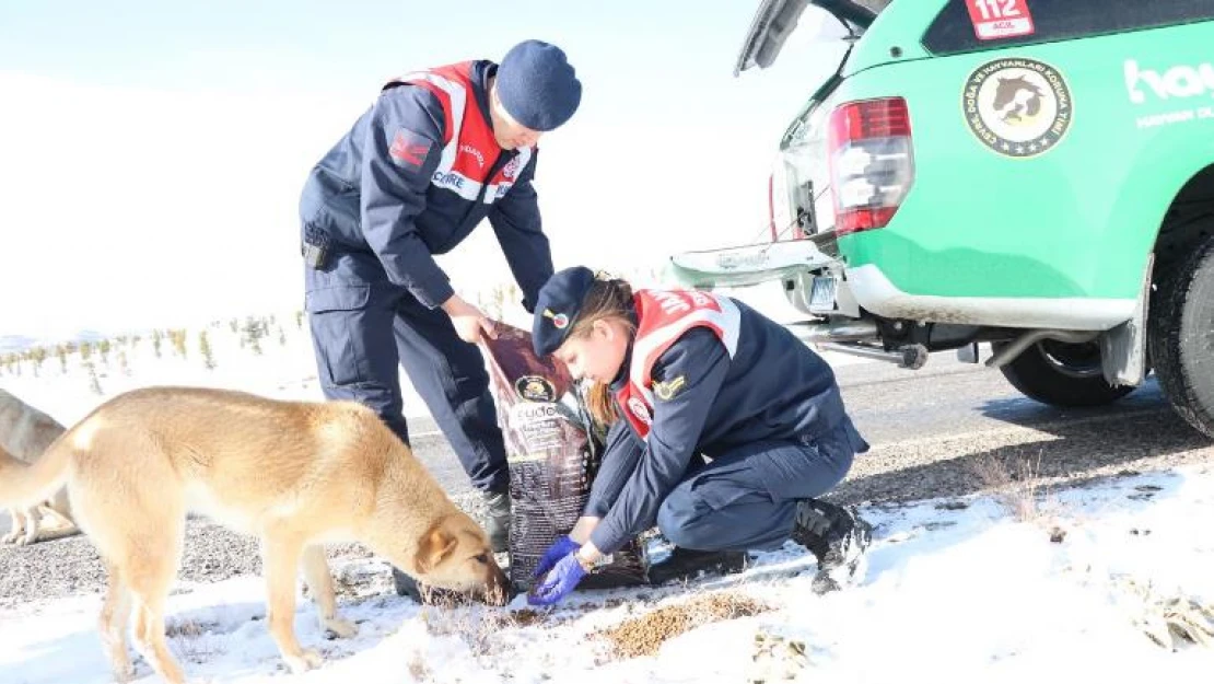 Jandarma ekipleri selde zarar gören sokak köpeklerini yalnız bırakmadı