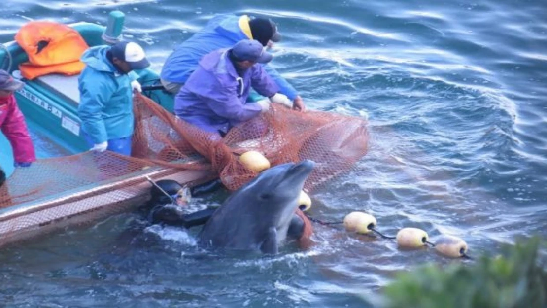 Japonya'da yunus avı sezonu başladı: Bin 800 deniz memelisi yakalanacak ya da öldürülecek