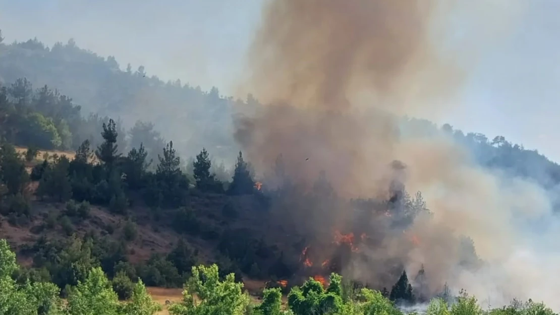 Kahramanmaraş'ta orman yangını