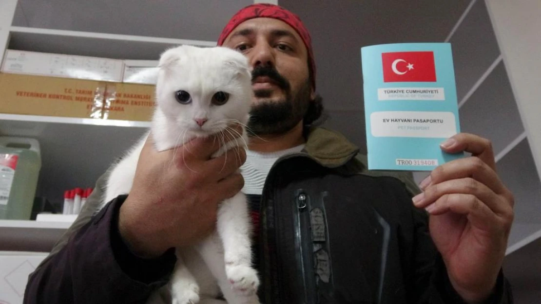 Kedi ve köpek sahipleri dikkat, yasal süre 31 Aralık'ta doluyor