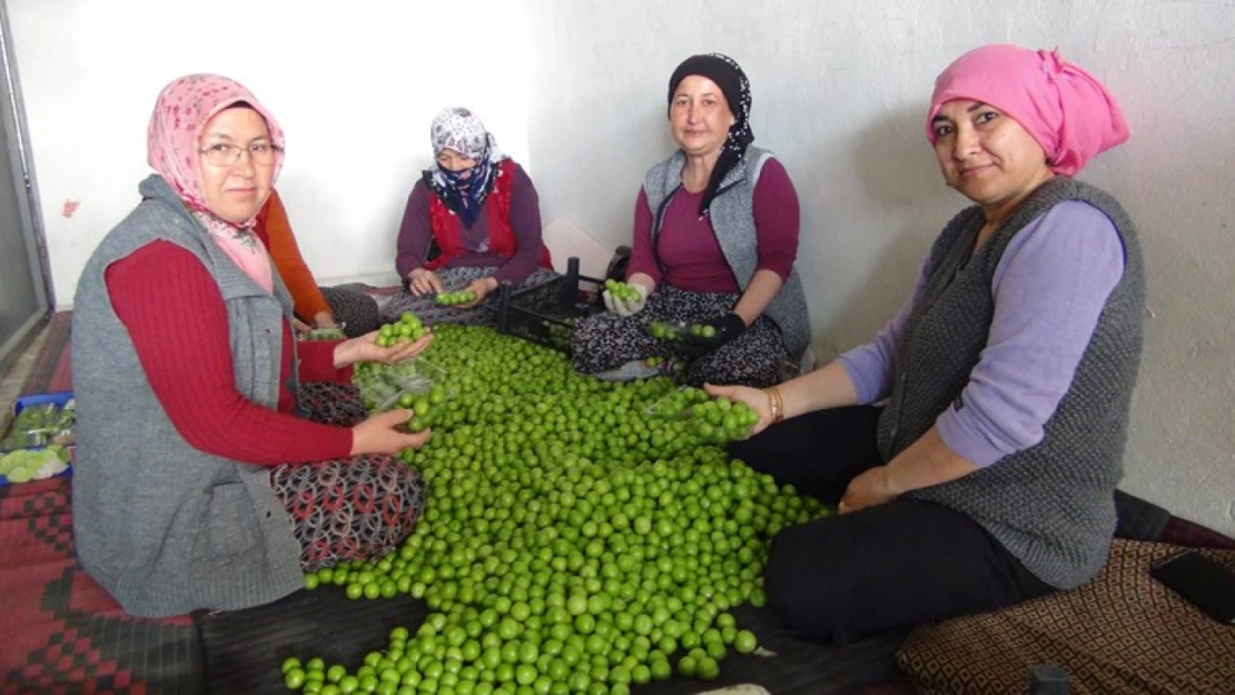 Kilosu 20 ile 100 lira arasında alıcı buluyor