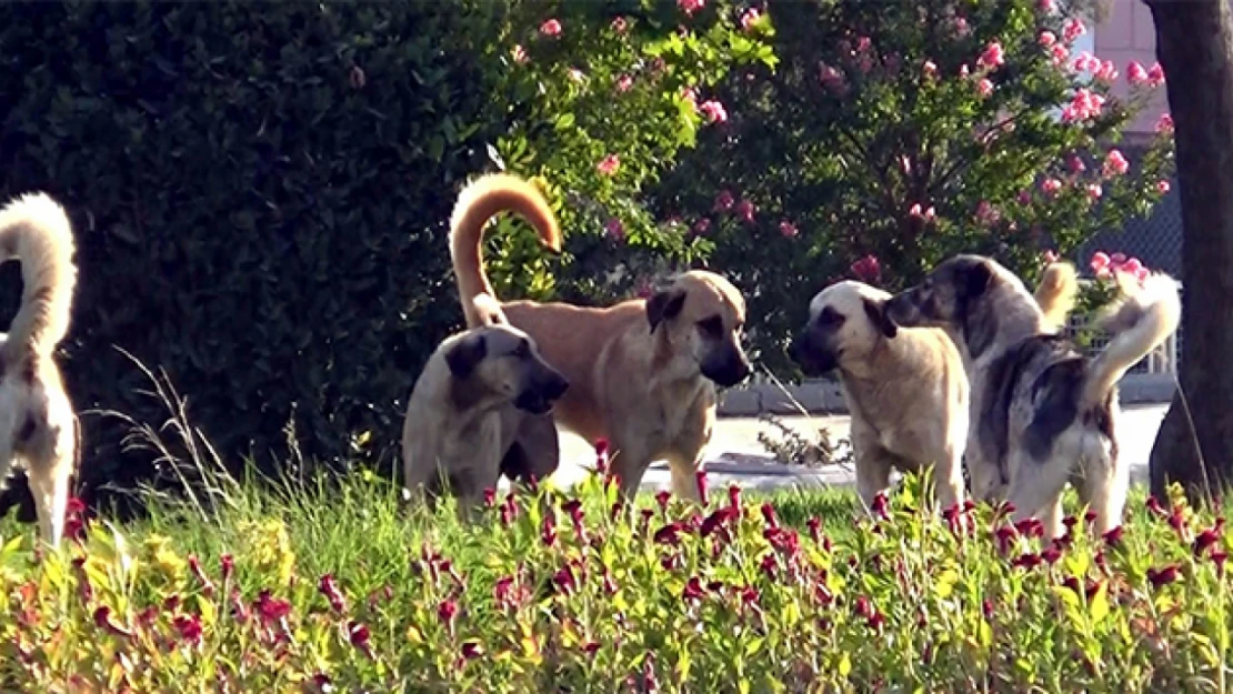 Köpek Dışkısı, Çevre İçin Petrol Kadar Zehirli