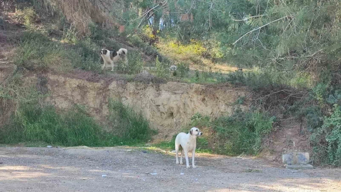 Köpekler başıboş gezmeye devam ediyor