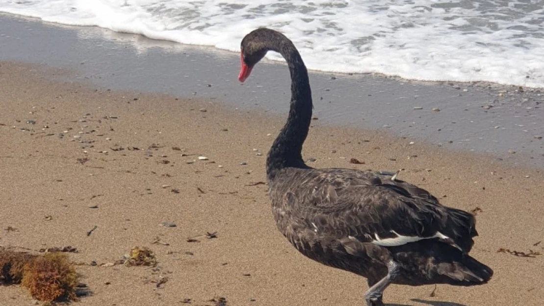 Koruma altındaki Siyah Kuğu, ikinci kez Antalya'da görüldü