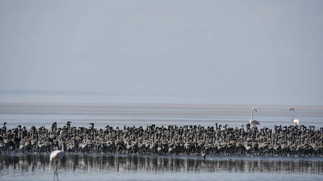 Kuluçkadan çıkan binlerce yavru flamingo havadan görüntülendi