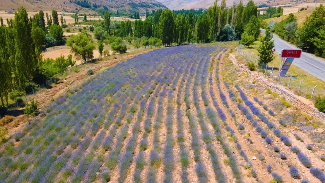 Lavanta bahçesinde hasat zamanı yaklaştı