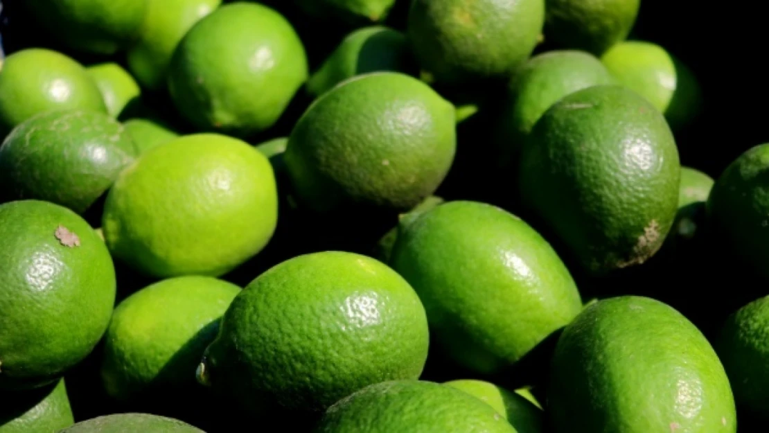 Limonda hasat başladı, verim yüzleri güldürdü