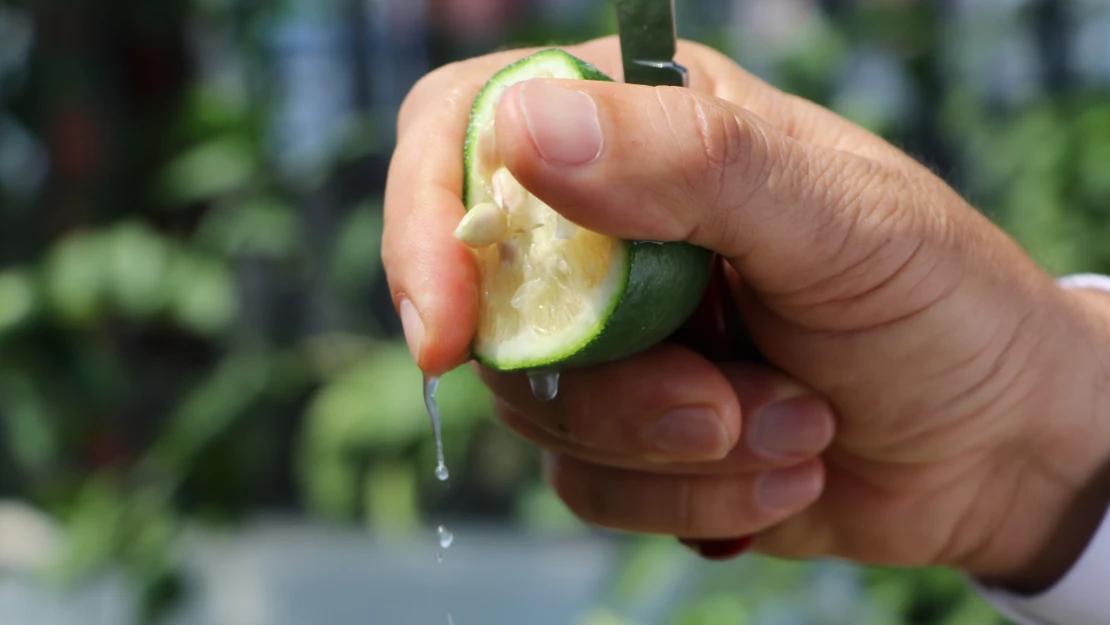 Limonda hasat başlamadan kaçak kesim ve ihraç başladı