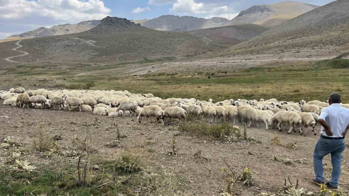 Malatya'da 25 bin TL'ye çoban bulunamıyor