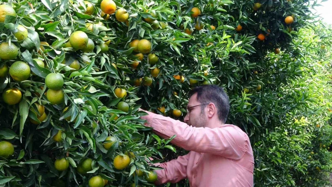 Mandalinada bu yıl verim yüksek, fiyat ucuz