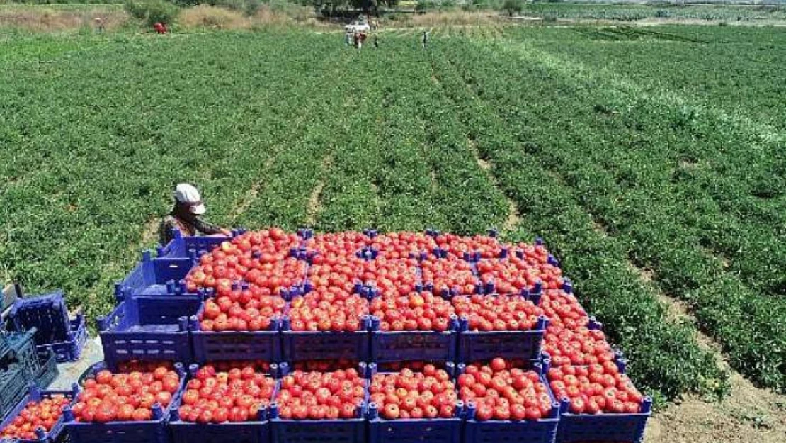 Meşhur Çanakkale domatesi coğrafi işaret tescili aldı