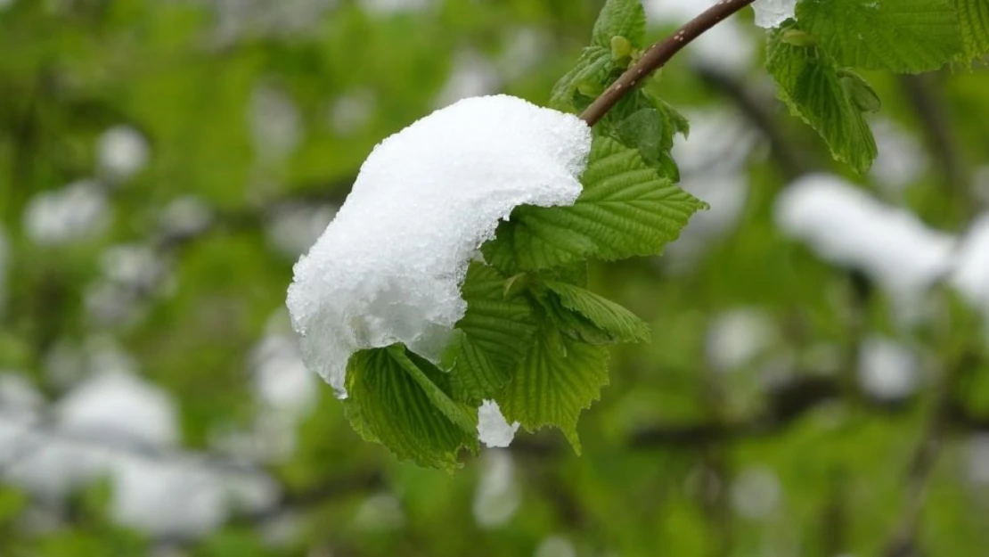 Meteoroloji'den 'zirai don' uyarısı