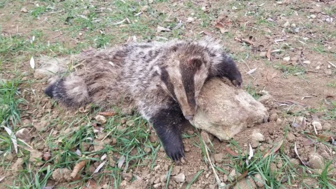 Nesli tükenme tehlikesi altında olan porsuk ölü bulundu