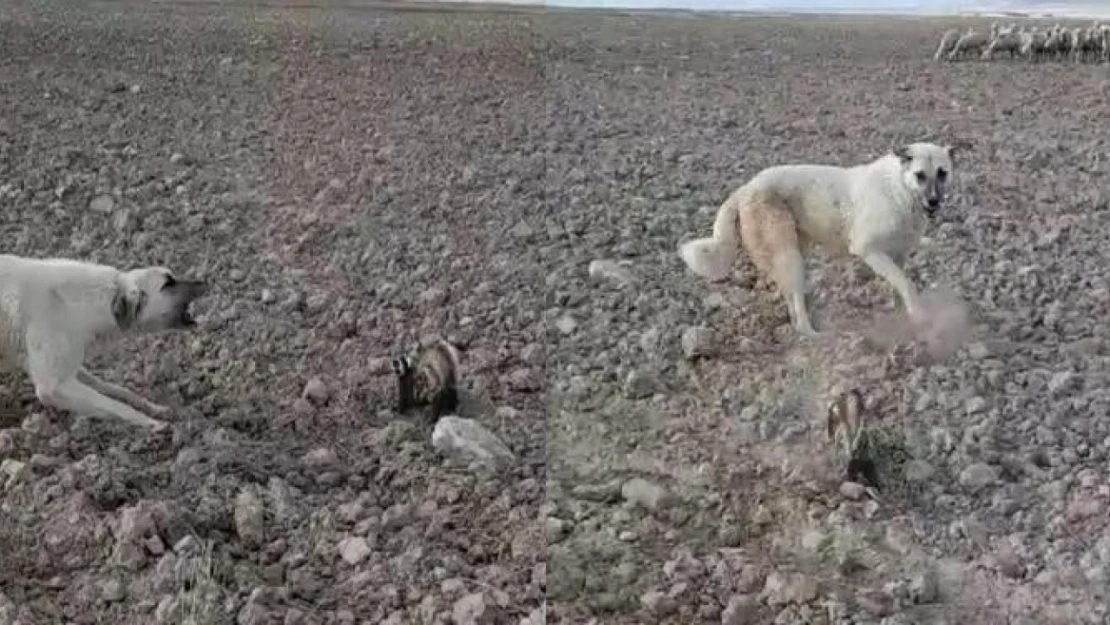 Nesli tükenmek üzere olan alaca sansar Nevşehir'de görüldü