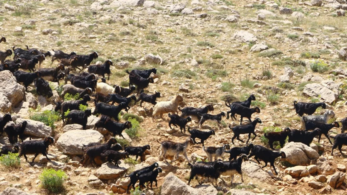 Nijerya'da silahlı saldırı: Hayatını kaybedenlerin sayısı 113'e yükseldi