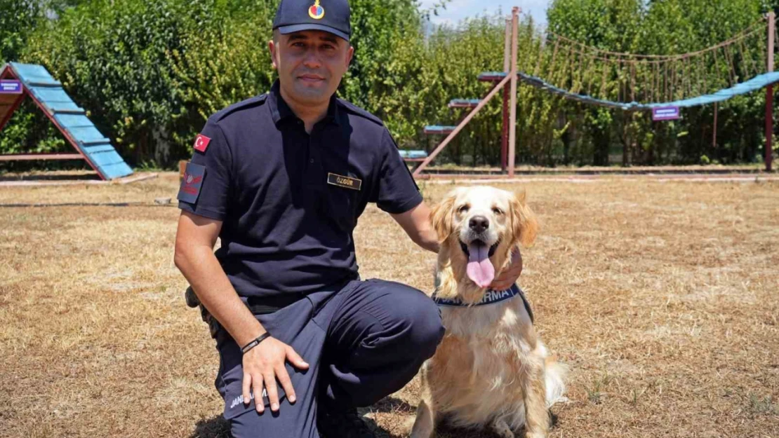 Orman yangınlarındaki kundaklama ve sabotaj, 'Zeytin'in burnundan geçiyor