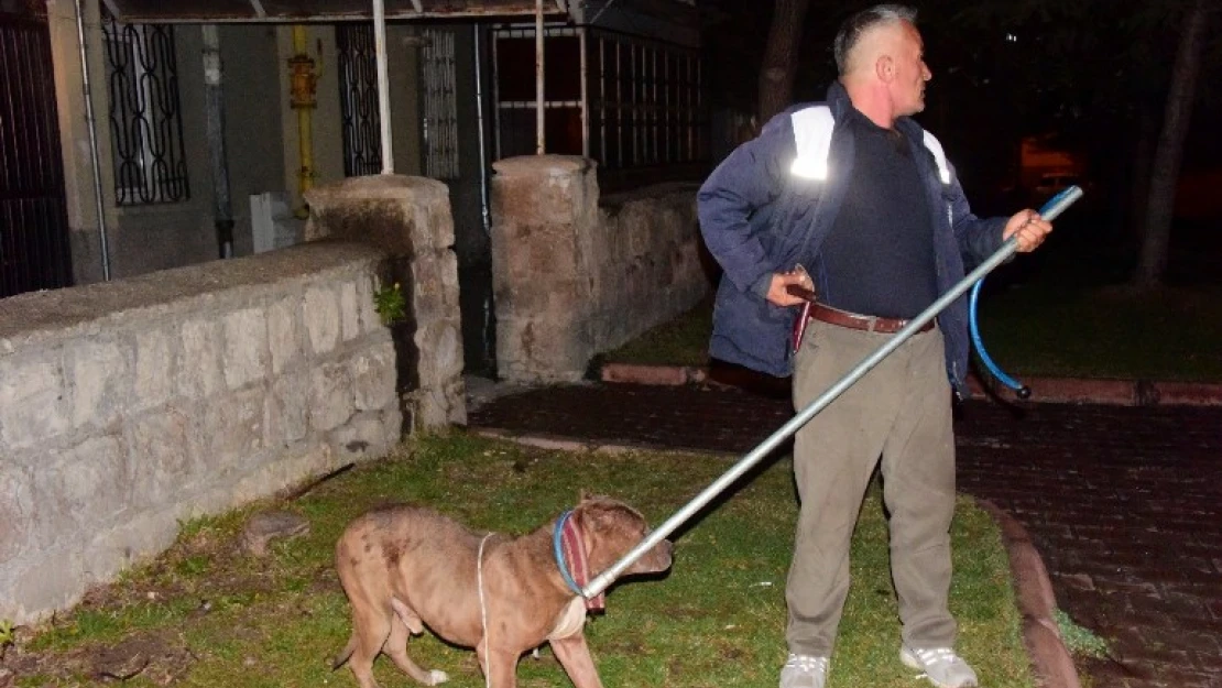 Pitbull evcil köpekleri parçalayacaktı