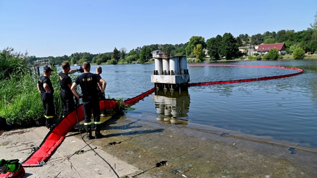 Polonya'nın Oder Nehri'nden 100 ton ölü balık çıkarıldı