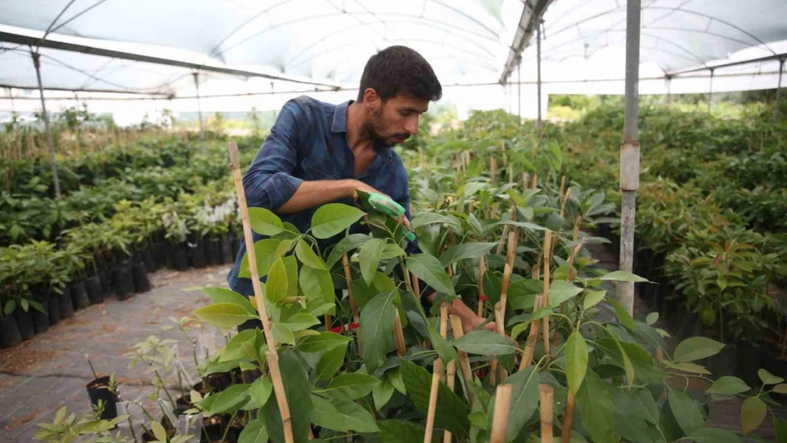 Portakal ağaçları arasında avokado üretimine başladı, şimdi ihracat aşamasında