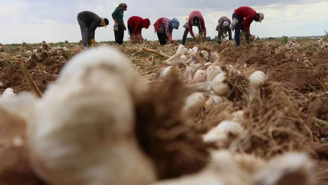 Rusya ve Almanya'nın organik antibiyotiği Aksaray'dan