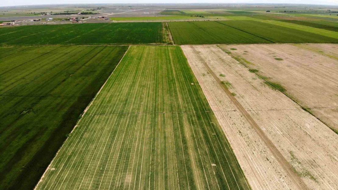 Tahıl ambarı Konya Ovası'nda kademeli havuç ekimi sürüyor