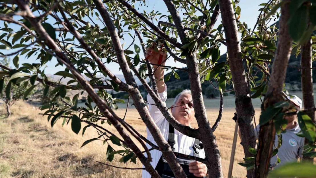 Talas'ın bahçıvan başkanı