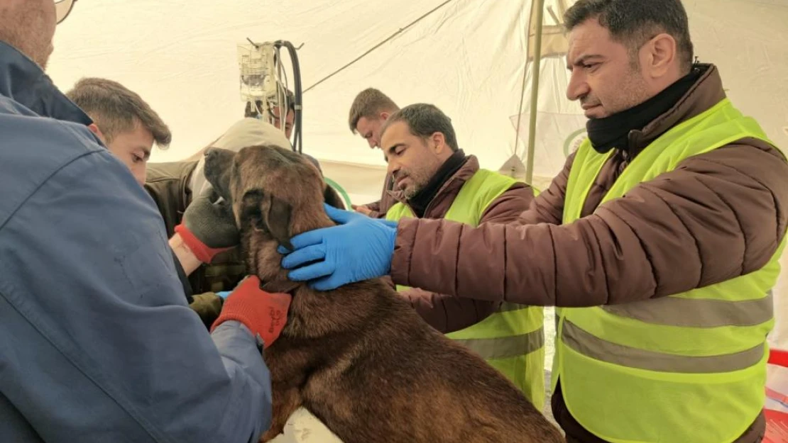 Tarım ve Orman Bakanlığı, deprem bölgesindeki can dostların yardımına koşuyor