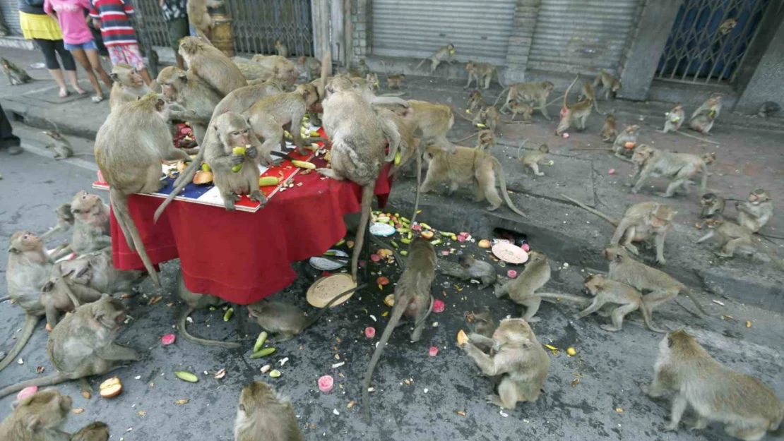 Tayland'da şehri istila eden maymunlar toplatılıyor