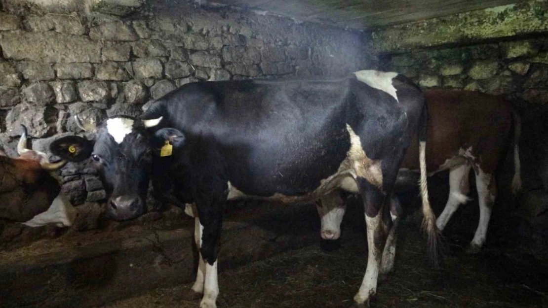 Trabzon'un 85 mahallesine şap hastalığı nedeniyle hayvan giriş ve çıkışı yasaklandı