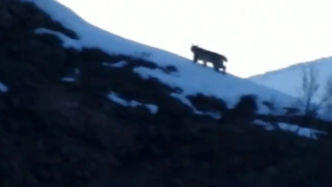 Tunceli'de nesli tükenmekte olan vaşak görüntülendi