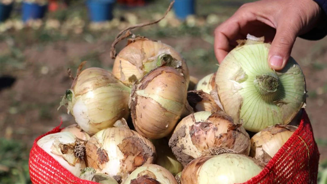 Turfanda soğan hasadı başladı, fiyatı düşmeye başlayacak